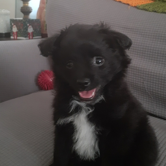 Meet your Posher, Leyla - Picture 5 of 6